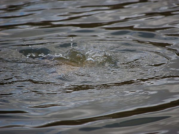 Изображение Фото: Яншевского Андрея.