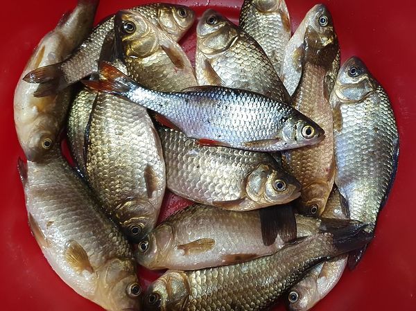 Изображение Очень достойный для начала сезона улов. Фото: Геннадий Шеляг.