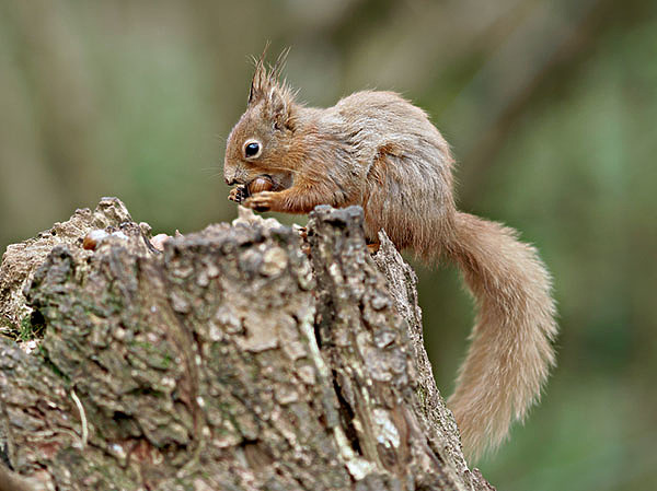Изображение В апреле у большинства зверей идет интенсивная линька. У лисиц и волков появляются щенки. Самцы усиленно охотятся, принося добычу в логово. Появляются бельчата и зайчата. Белка тоже линяет, меняя серую шубку на рыжую летнюю. По всему лесу тут и там встречаются клочки белой шерсти — следы линьки зайцев. Не стихают заячьи свадьбы. На тяге нередко можно услышать устрашающие брачные крики этого зверька, которые никак не ассоциируются с его обликом. Появляется приплод у околоводных животных: норки, выдры, выхухоли, ондатры. Несмотря на то что линька у них происходит постепенно и качество шкурки весной отменное, а к тому же зверьки в это время регулярно попадаются на глаза охотнику, охота на них весной строго запрещена.
 ФОТО PETER TRIMMING/FLICKR.COM (CC BY 2.0) 