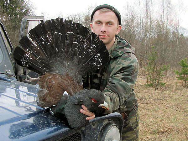 Изображение Возраст глухаря можно определить по хвосту. 
1 год: полностью раскрытый веер хвоста имеет угол 130°; 
3 года: 150°; 
5 и более лет: 180°. ФОТО ДМИТРИЯ ВАСИЛЬЕВА 