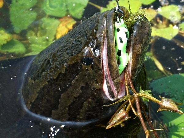 Изображение Пасть у него крепкая, приходится просекать несколько раз, пока он не выплюнул лягушку. Фото: Кузнецова Евгения.