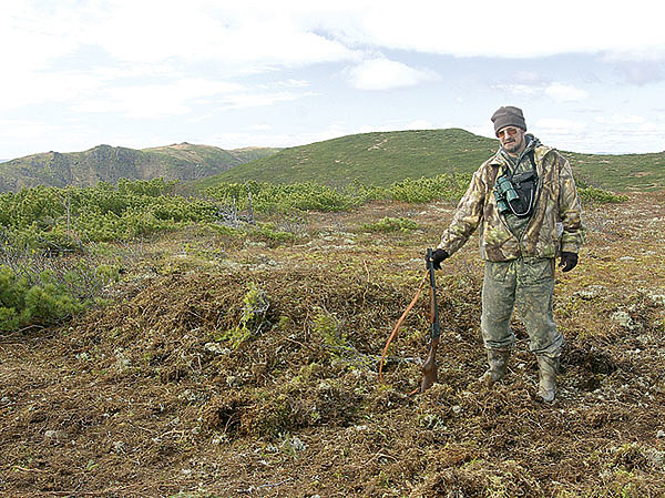 Изображение Возвышение из мха, лишайников и кустарничков, на котором спал медведь, вызвало наше недоумение. Мы подошли, сделали фотографии и замеры. Но зачем он все это нагреб? Толкового ответа в голову не приходило, только шуточные гипотезы: сделал себе матрасик помягче, чтобы выспаться как следует на свежем воздухе, в берлоге-то зимой душно будет; а может, это трон «царя горы»? Лишь поздно вечером в избушке я наконец понял, что мы встретились с медведем-каннибалом, который подквашивал в куче мха своего недавно убитого собрата. Фото автора.