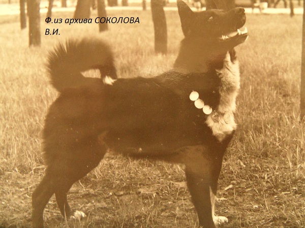 Изображение Дик 1455 р.70 от Казбека 1341 и Жульки Алексеева. Вл.Алексеев В.Г.