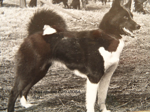 Изображение ч.Булька 2288