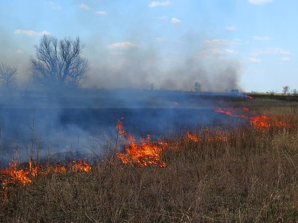 Изображение Огонь медленно наступал против ветра. Фото: Алексей Коломиец. 