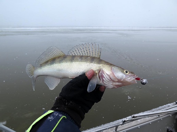 Изображение Фото: Коломийца Алексея. 