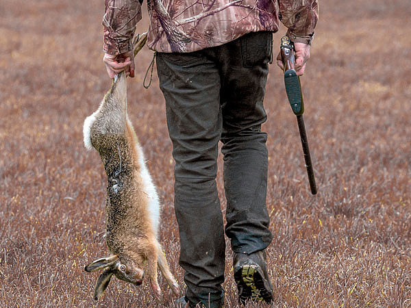 Изображение Гончатник наслаждается музыкой гона, а трофей — это лишь окончательный аккорд. ФОТО SHUTTERSTOCK
