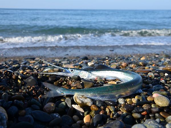 Изображение Это красавец сарган пойман в районе города Сухум. Фото: Геннадий Шеляг.