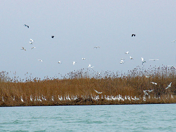 Изображение Большие белые цапли в Ахтаро-Гривенских лиманах. Фото автора.
