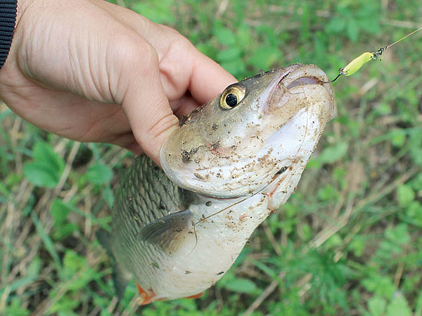 Изображение Тяжелый маленький шторлинг подходит для глубинной рыбалки. Фото: Николай Лебедев.