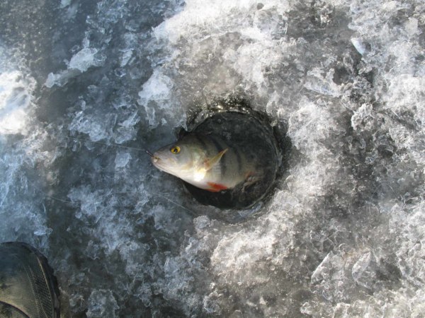 Изображение Безмотылка пришлась по нраву