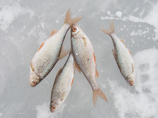 Изображение Фото: Маилкова Анатолия. 