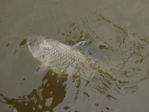 Изображение Фото: Андрей Яншевский. 