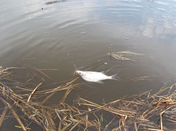 Изображение Фото: Сергей Храпунков. 