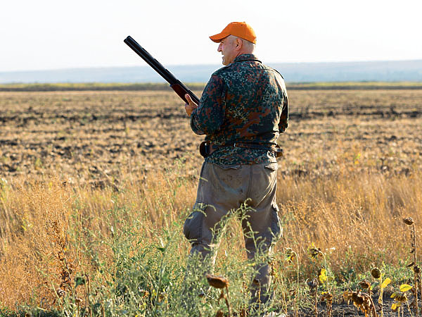 Изображение Пролетные перепелки появляются в конце июля, а в августе уже отмечаются первые высыпки. ФОТО SHUTTERSTOCK 