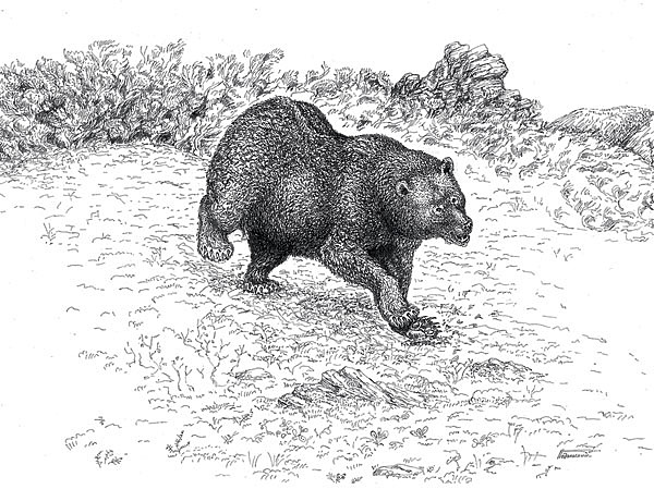 Изображение Изображенный мною медвежий разворот был не паническим бегством, а скорее демонстрацией силы. Иллюстрация Сергея Подольского.