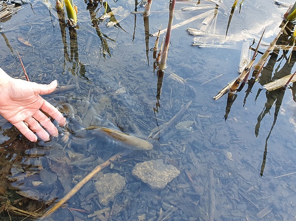 Изображение Процесс выпускания пойманного карася в дачный пруд. Фото: Геннадий Шеляг.