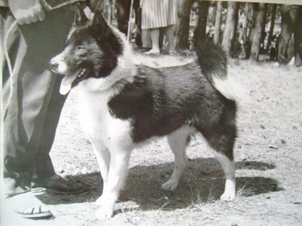 Изображение Мурзик 1228