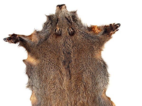 Изображение Длина тела взрослого кабана достигает 175 см, высота в холке 1 м, вес до 200 кг. ФОТО: SHUTTERSTOCK