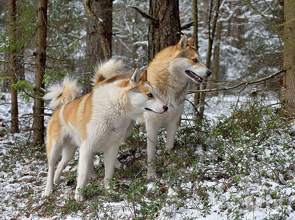 Изображение Зверовые лайки для таежников всегда были особой отдушиной. ФОТО SHUTTERSTOCK 