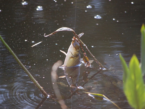 Изображение Фото: Яншевского Андрея.