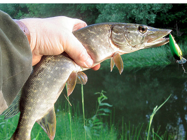 Изображение Воблер на малой реке щук ловит исправно. Фото: Александр Токарев. 