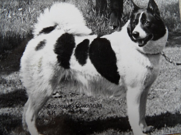 Изображение ч.Жулька 1662 р.1970г.Незнакомова Ю.И. от ч.Мирты 1338