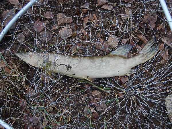 Изображение Жертва электроудочника, найденная у берега. Фото: Яншевского Андрея. 