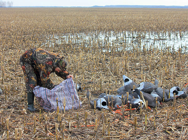Изображение Использование объемных полнокорпусных чучел увеличивает шансы добыть гусей. Чем больше обманок, тем выше вероятность привлечь внимание птиц
к вашей расстановке. Фото автора.