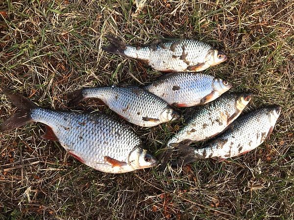 Изображение Крупная плотва – клюет аккуратно, обмануть ее не просто. Фото: Евгений Кузнецов.