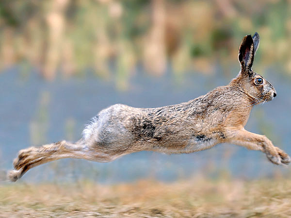 Изображение Осенью и зимой Джек охотно поднимал зайцев с лежек и выгонял их из лесополос. ФОТО: SHUTTERSTOCK