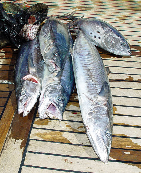 Изображение Вблизи рифовой зоны, кроме ловли разной рыбы, можно попасть на активный клев барракуды.