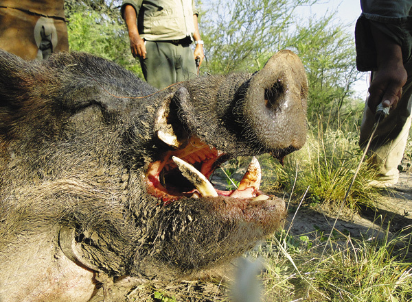Изображение Несмотря на то что пекари сравнительно некрупный вид, его клыки так же опасны, как клыки привычного для европейцев кабана.