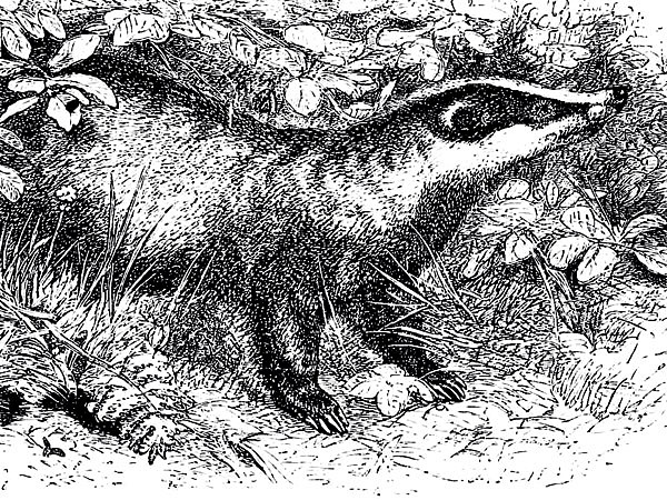 Изображение ИЛЛЮСТРАЦИЯ ИЗ АРХИВА ПАВЛА ГУСЕВА