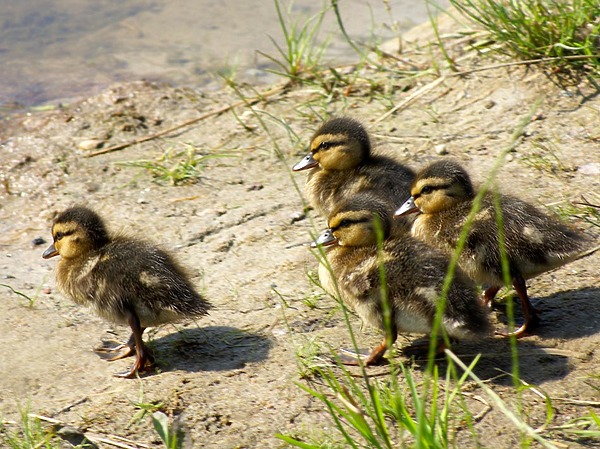 Изображение фото: Fotolia.com 