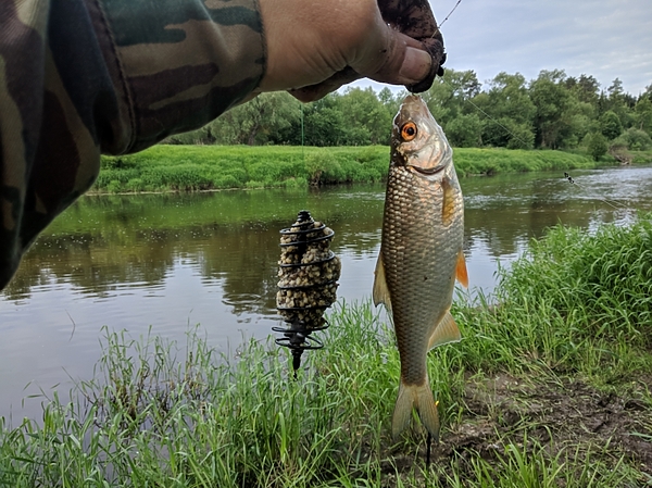 Изображение Красноглазая красотка. Фото: Трембицкого Алексея. 