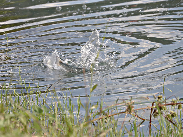 Изображение Попавшаяся на мушку форель никогда не сдается без боя. Фото: Шеляга Геннадия.