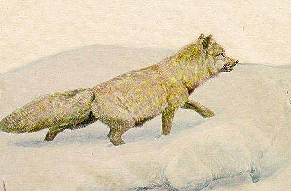 Изображение Голубые песцы вообще редкость в природе и потому особенно дороги; в Мезенской тундре они не попадаются, а живут почти исключительно на Новой Земле, равно как и на Колгуеве. Голубые песцы подвержены изменениям в шерсти с тою только разницею, что они голубеют по всем частям тела, когда спина еще остается серою. Академик Лепехин, разбирая сходство песца с лисицей, говорит, между-прочим, следующее: «Я держал [песцов] с лисицами в одном анбаре; лисицы между собою вязалися; напротив того, с песцом никакого союза приметить не мог». 