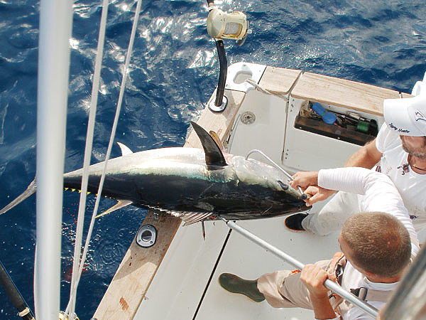 Изображение Пойманного тунца поднимают на борт катера с помощью мощного багра. Фото: Тоболь Евгении. 