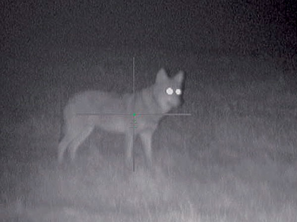 Изображение В лунную ночь нужно надевать маску с прорезями для глаз, так как лицо светится белым и зверь это видит. Фото автора.