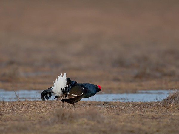 Изображение фото автора