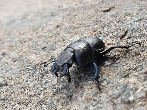 Изображение Появление на берегу жуков говорит о том, что скоро можно будет пробовать самую популярную мушку для ловли голавля. Фото: Геннадий Шеляг.