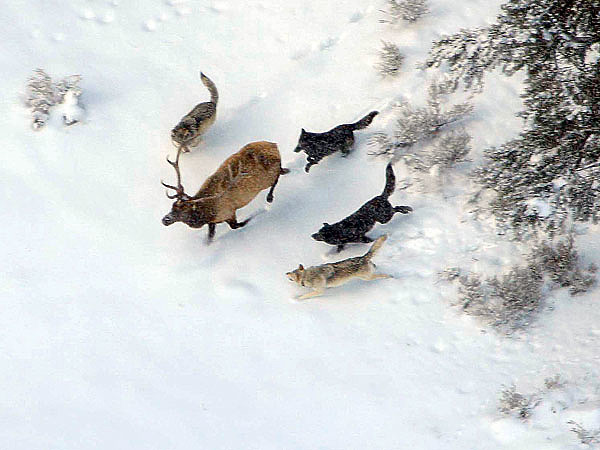Изображение Между подвидами волка имеются значительные различия в окраске, часто в соответствии с окружающей средой. Лесные волки — серо-бурые. Тундровые — светлые, почти белые. Пустынные — серовато-рыжеватые. В высокогорьях Центральной Азии у волков окраска ярко-охристая. Помимо этого встречаются чисто белые, рыжие или почти черные особи. Всего выделяют примерно 32 подвида волков, отличающихся размерами и оттенками меха. На территории Российской Федерации чаще всего встречаются обыкновенный и тундровый волки. ФОТО UNSPLASH