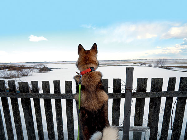 Изображение В предвечерней стылой тайге, уже затаившейся к ночи, собачий вой разносился далеко, заполняя распадки и переваливая через хребты. И еще вопрос, вой ли это собачий или плач? ФОТО SHUTTERSTOCK