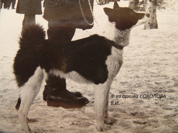 Изображение ч.Марта р.64г. от Дружка 103л и Дины Власова. Вл.Отрывин В.А.,Кировский питомник