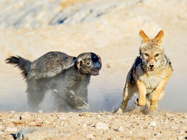 Изображение Неважно, кто перед медоедом. Он готов дать отпор любому зверю. ФОТО: SHUTTERSTOCK