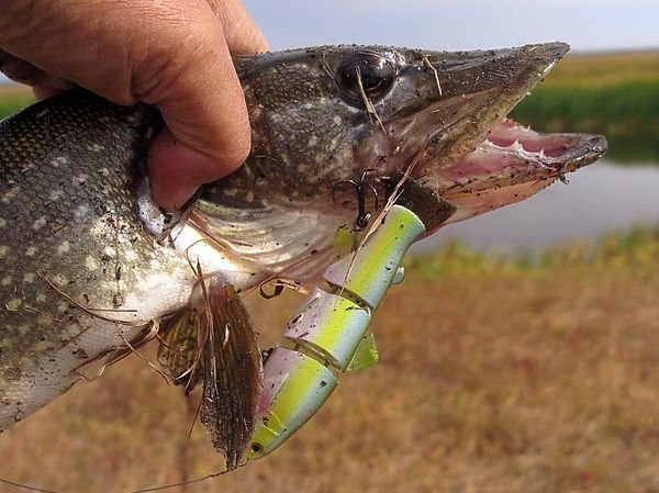 Изображение Красивый такой, эстетичный. Японский! Фото: Алексей Коломиец. 