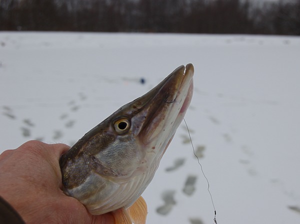 Изображение Фото: Яншевского Андрея.