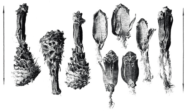 Изображение Рис. 3.
Непригодные в пищу части сосновых шишек, брошенные белкой на жировке. Массовый урожай еловых семян — основного беличьего корма зимой — повторяется каждые 3–4 года; в эти-то 2–3 «голодного межсезонья» многие популяции белок придерживаются спелых сосняков различной возрастной структуры, довольствуясь второстепенным кормом — семенами сосны. Таким образом, по первым следам кормежек белок уже по первозимью можно прогнозировать урожайность еловых семян.
Слева изображены короткие стерженьки сосновых шишек, справа — срезанные чешуйки.
Молодые сосновые посадки по краю старых карьеров по добыче глины. Погост-Яковлевский, начало декабря 2005 г.