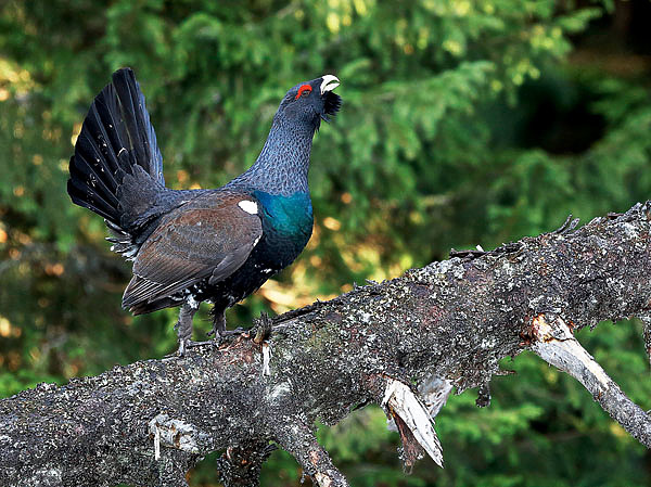Изображение В наших краях птица уже в конце марта летела. Уток много появилось. Гусей тоже видели, но я на них весной давно охотиться перестал. Глухарей же проведываю каждый год. ФОТО SHUTTERSTOCK 